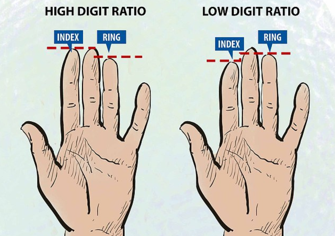 длина члена и пальцы рук фото 1